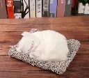 INDIJOYTOYS Sleeping Cute Cat for Home Decor and Car Dashboard with Activated Carbon for Decoration Toy Decorative Showpiece (White)